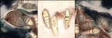 Arthonia cinnabarina image
