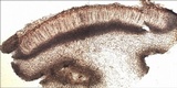 Leptogium plicatile image