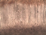 Leptogium plicatile image