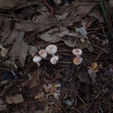 Rhodocollybia maculata image