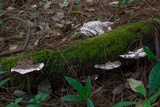 Fomitopsis cajanderi image