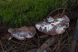 Fomitopsis cajanderi image