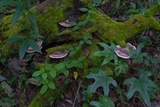 Fomitopsis cajanderi image