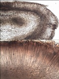 Collema tenax var. tenax image