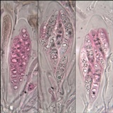 Collema tenax var. tenax image