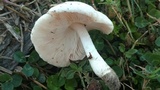 Pluteus petasatus image