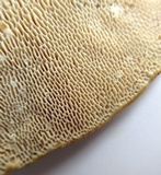 Trametes gibbosa image