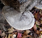 Trametes gibbosa image