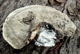 Trametes gibbosa image