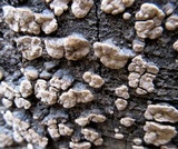Xylobolus frustulatus image