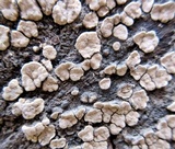 Xylobolus frustulatus image