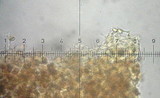 Galerina graminea image
