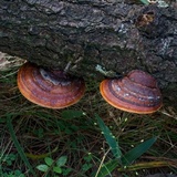 Fomitopsis schrenkii image