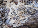 Bjerkandera adusta image