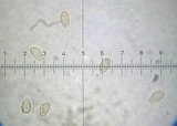 Galerina graminea image