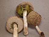 Boletellus dissiliens image