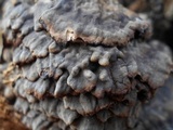 Globifomes graveolens image