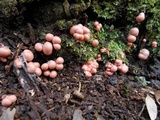 Lycogala epidendrum image
