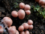 Lycogala epidendrum image