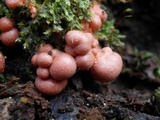 Lycogala epidendrum image