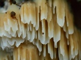 Trametopsis cervina image