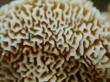 Trametopsis cervina image