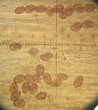 Galerina uncialis image