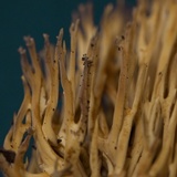 Ramaria stricta image