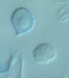 Rhodocybe reticulata image