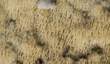 Trechispora farinacea image