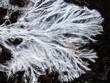 Trechispora farinacea image