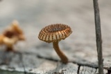 Heliocybe sulcata image
