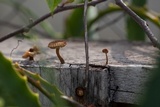 Heliocybe sulcata image