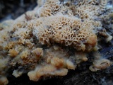 Trametopsis cervina image