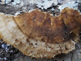 Trametes ochracea image