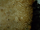 Trametes ochracea image