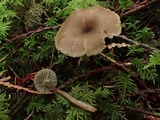 Clitocybe trulliformis image