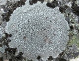 Lecanora rupicola var. rupicola image