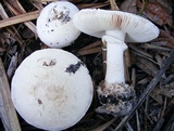 Amanita mutabilis image
