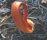 Clathrus columnatus image