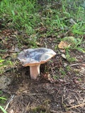 Russula olivacea image