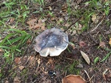 Russula olivacea image