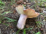 Russula olivacea image