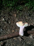 Russula olivacea image