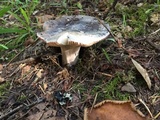 Russula olivacea image