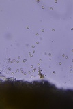 Leucogyrophana olivascens image