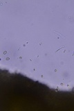 Leucogyrophana olivascens image