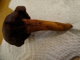 Chroogomphus vinicolor image