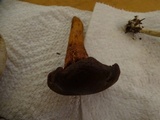 Chroogomphus vinicolor image
