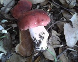 Russula cremoricolor image